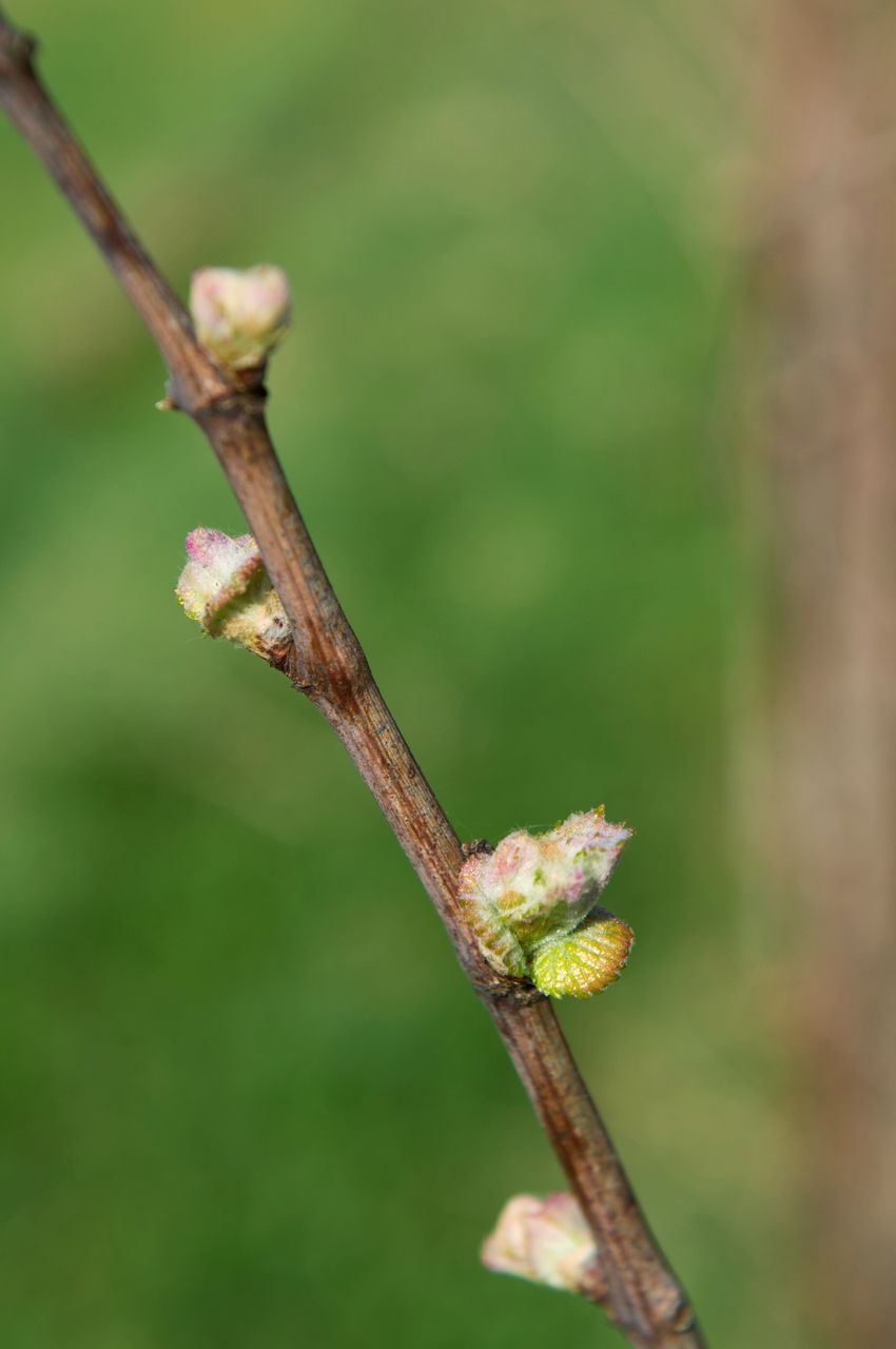 Vignoble Macro 4-Feuilles sorties 0502